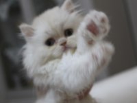 British Longhair, Vena yı sahiplendiriyoruz 2 aylık