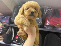 3,5 aylık erkek maltipoo