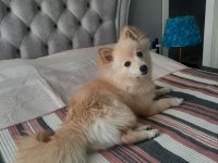 6 aylık pomeranian