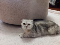 Çok Uyguna Scottish Fold İlk Gelen Alır