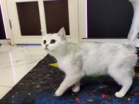 British Shorthair & Ns 11 Silver (1.5 Yaşında Prensesler)