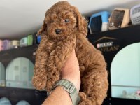 Petmode Köpek Çiftliğinde Ziyarete Açık Toy Poodle