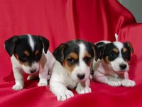 Jack russell dişi yavrular