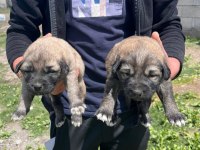Köpekler 81 ile sorunsuz gönderim var