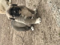 Has kangal yavrular dişi erkek mevcut