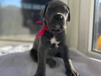 DEV CANE CORSO İTALİANO YAVRULARI