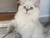 Erkek Kedim Yuvasını Arıyor