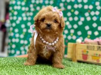 Oyuncu , Zeki ve Uysal Maltipoo Bebekler 