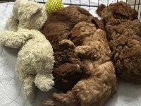 Toy poodle yavru köpekler