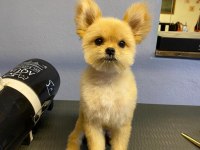 Pomeranian melezi