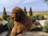 Toy poodle anne altından