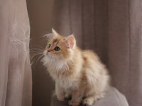 British longhair açıklamayı okuyun 2