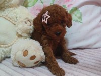 Kore Kan Red Brown Poodle Minikler