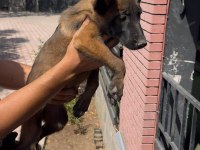 Kaliteli Belçika Malinois Yavrular