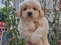 MALTİPOO BEBEKLERİM SAĞLIK VE IRK GARANTİLİ