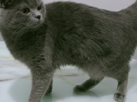 British shorthair maya kızımız yeni yuvasını arıyor