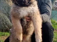 Kafkas çoban köpeği yavrusu