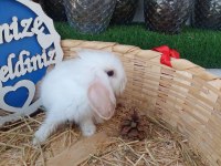 Teddy lop tavşanı yavruları