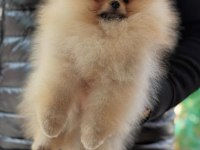 Safkan orjinal scr ayı surat pomeranian boo yavrular