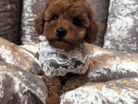 Bebek toy poodle yavrular