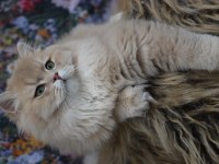 9 aylık british longhair erkek