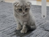 Scottish fold ve british shorthair 2 aylık yavrular..
