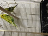Jumbo Takım Muhabbet Kuşları