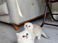 Kendi kedimizin scottish fold yavruları