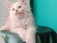 Maine coon full şecereli yavrular