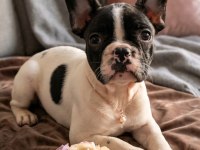 Safkan French Bulldog Yavrular