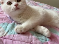 Scottish fold 3 aylık erkek karneli