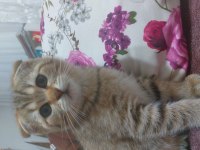 Scottish fold