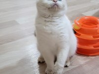 5 AYLIK VE ÇOK TATLI BRİTİSH