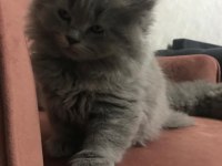 British Longhair yavruş sahiplendirme