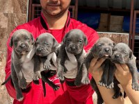 Cane corso yavrular