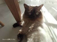 Ücretsiz Scottish Blue Point Kedi Sahiplendirme