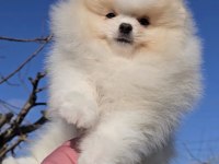 pomeranian boo yavrularımız