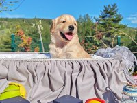 Baby face safkan golden retriever yavruları