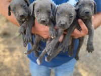 Sağlıklı cane corso yavrular