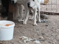 Safkan akbaş köpeği yavruları