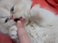 Iran kedi yavrusu
