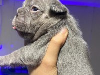 Brillante De Arte Frenchie Özel French Bulldog Yavrular