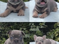 Isabella Ve Fluffy Taşıyıcı En Sevilen Renklerde Köpekler