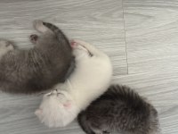 Safkan british shorthair yavrular