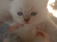 Scottish fold dişi ve erkek yavrular