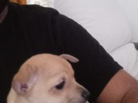50 günlük pinscher
