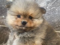 Pomeranian Boo Yavruları
