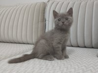 British shorthair yavrumuz yeni sahibini arıyor