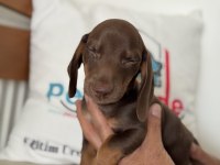 Ankaranın en seçkin dachshund yavrusu