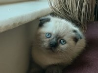Scottish fold erkek blue point